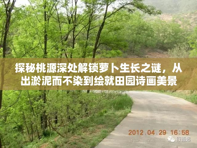 探秘桃源深处解锁萝卜生长之谜，从出淤泥而不染到绘就田园诗画美景