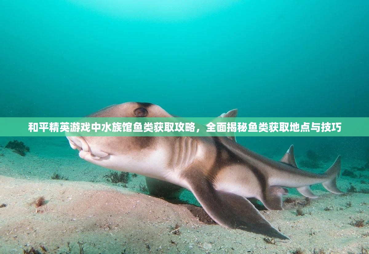 和平精英游戏中水族馆鱼类获取攻略，全面揭秘鱼类获取地点与技巧