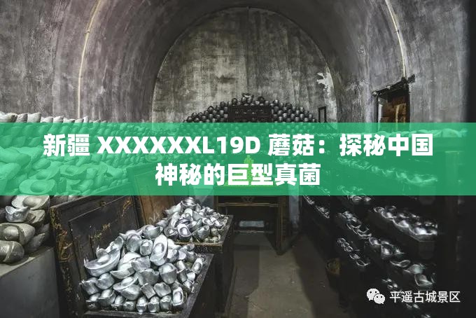 新疆 XXXXXXL19D 蘑菇：探秘中国神秘的巨型真菌