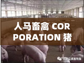 人马畜禽 CORPORATION 猪：引领畜牧业创新发展之路