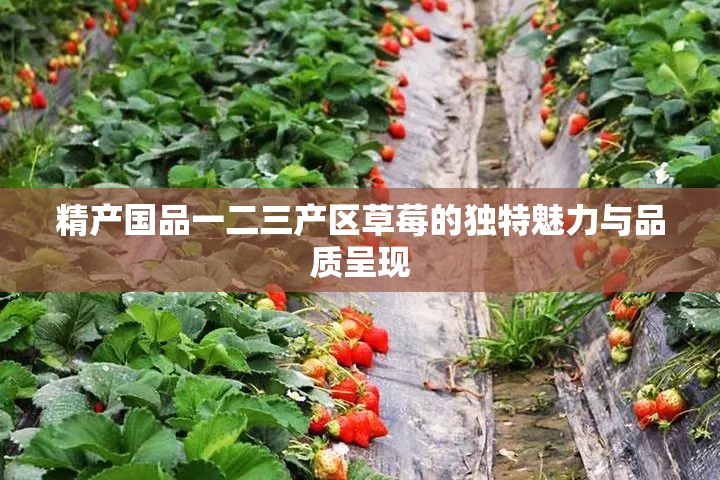 精产国品一二三产区草莓的独特魅力与品质呈现
