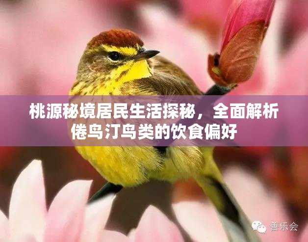 桃源秘境居民生活探秘，全面解析倦鸟汀鸟类的饮食偏好