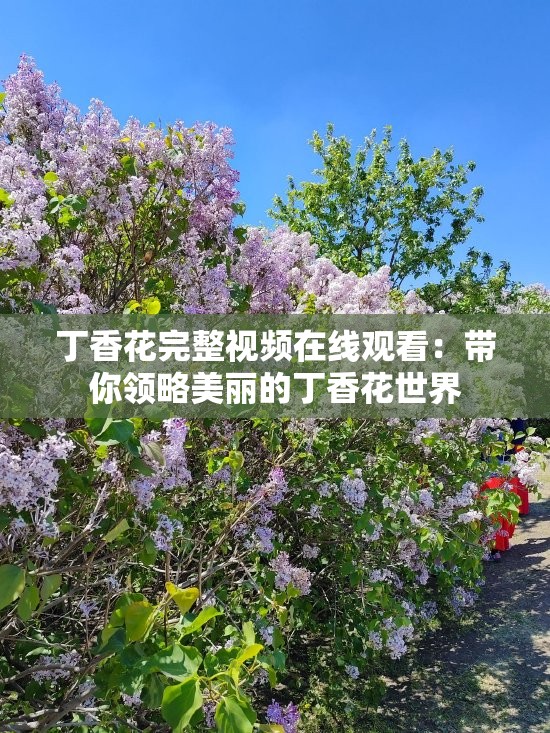 丁香花完整视频在线观看：带你领略美丽的丁香花世界