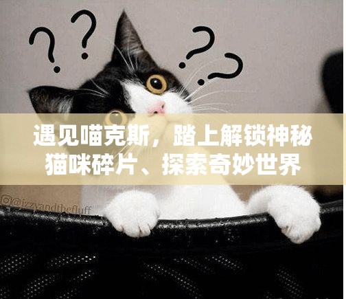 遇见喵克斯，踏上解锁神秘猫咪碎片、探索奇妙世界的非凡旅程