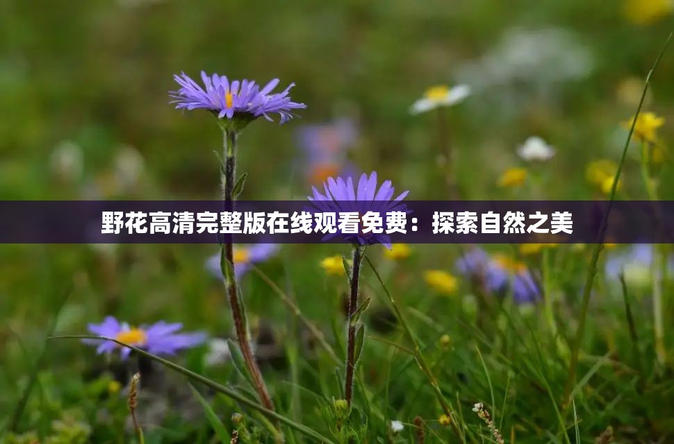 野花高清完整版在线观看免费：探索自然之美