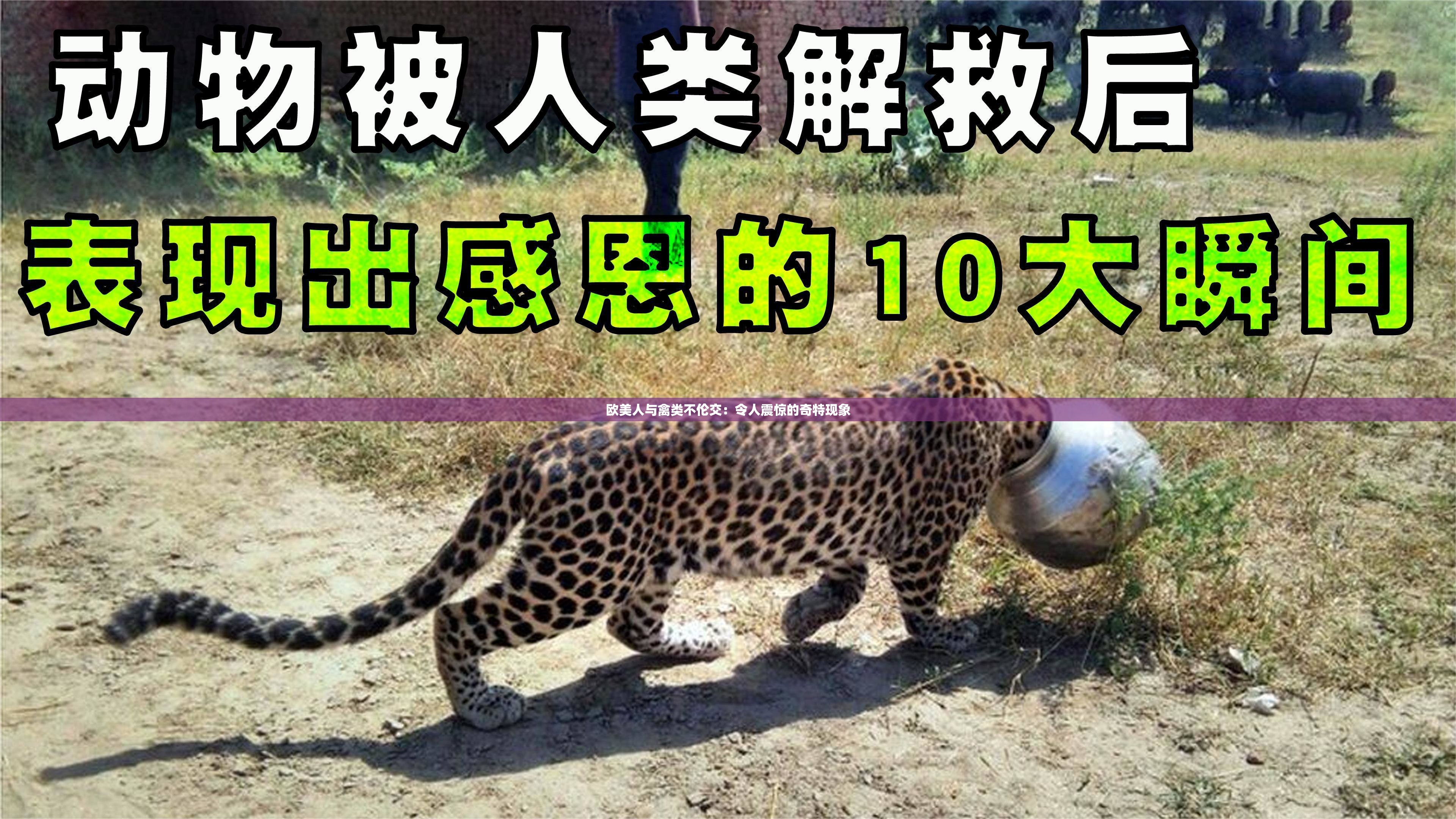 欧美人与禽类不伦交：令人震惊的奇特现象