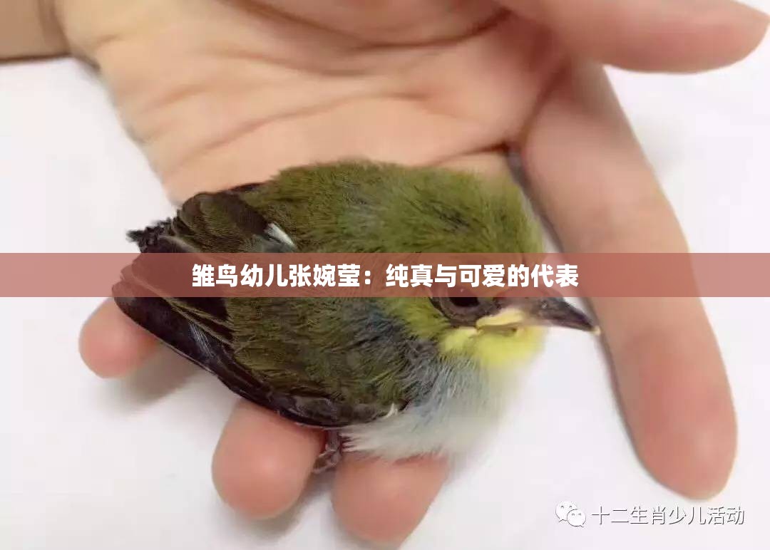 雏鸟幼儿张婉莹：纯真与可爱的代表