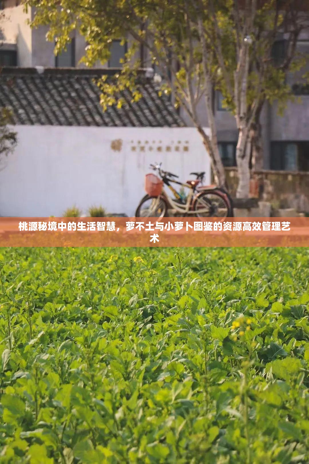 桃源秘境中的生活智慧，萝不土与小萝卜图鉴的资源高效管理艺术
