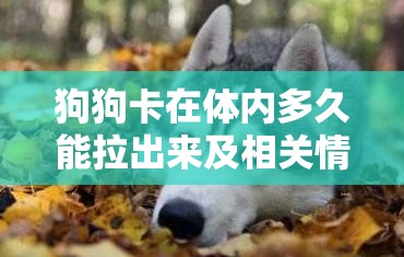 狗狗卡在体内多久能拉出来及相关情况探讨