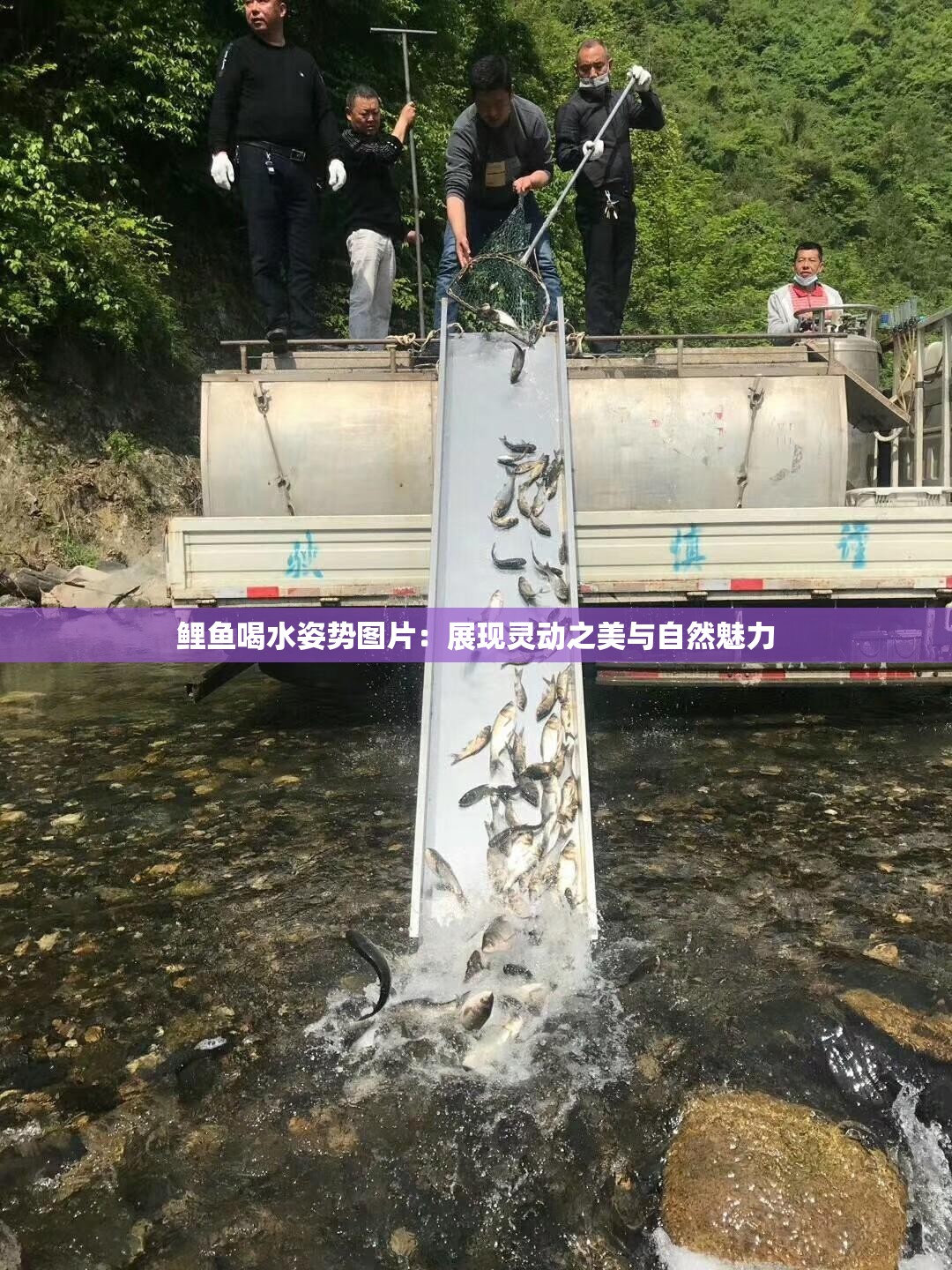 鲤鱼喝水姿势图片：展现灵动之美与自然魅力