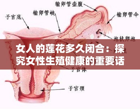 女人的莲花多久闭合：探究女性生殖健康的重要话题