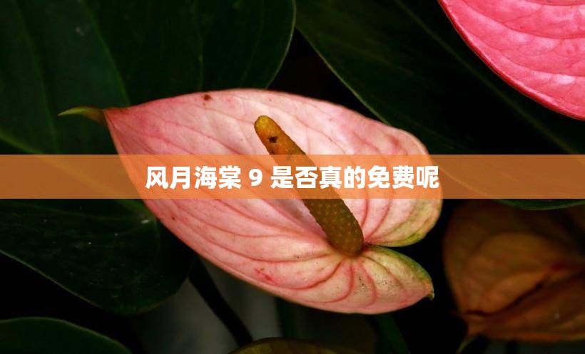 风月海棠 9 是否真的免费呢