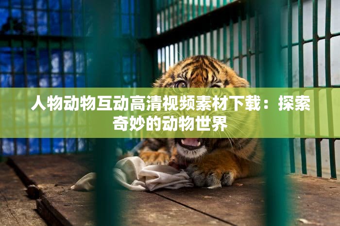 人物动物互动高清视频素材下载：探索奇妙的动物世界