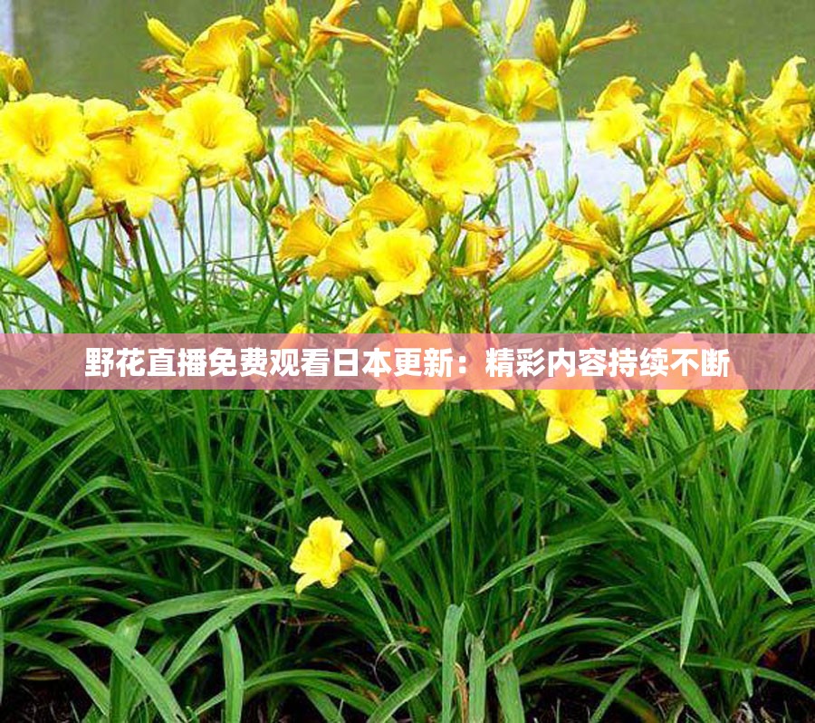 野花直播免费观看日本更新：精彩内容持续不断
