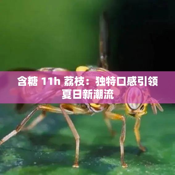 含糖 11h 荔枝：独特口感引领夏日新潮流
