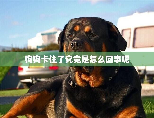 狗狗卡住了究竟是怎么回事呢