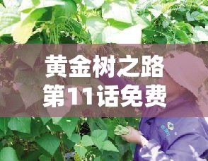 黄金树之路第11话免费阅读在线看，深入剖析资源管理策略精髓