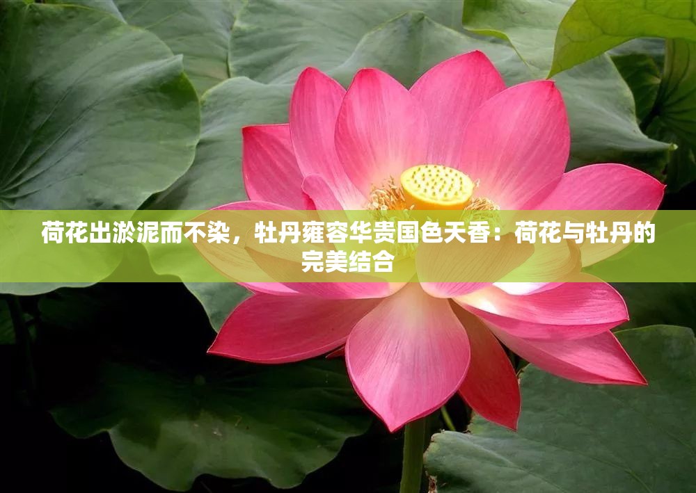 荷花出淤泥而不染，牡丹雍容华贵国色天香：荷花与牡丹的完美结合