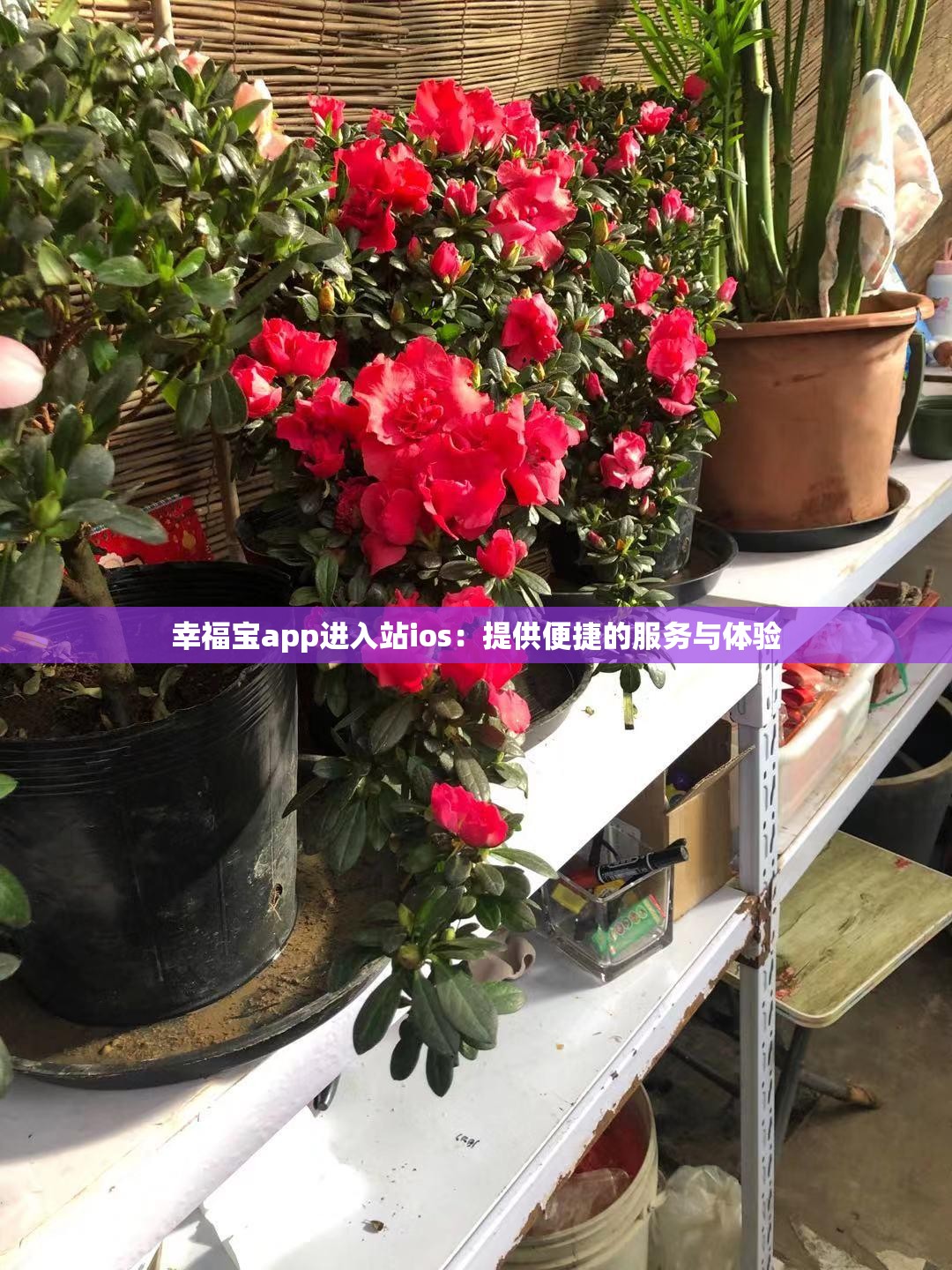幸福宝app进入站ios：提供便捷的服务与体验
