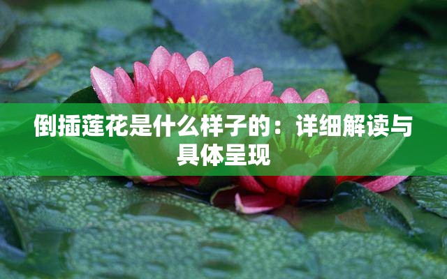 倒插莲花是什么样子的：详细解读与具体呈现