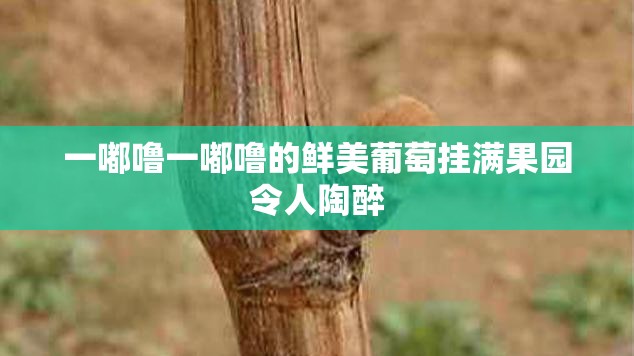 一嘟噜一嘟噜的鲜美葡萄挂满果园令人陶醉
