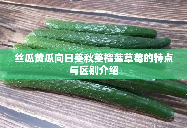 丝瓜黄瓜向日葵秋葵榴莲草莓的特点与区别介绍