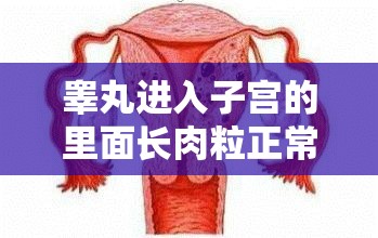 睾丸进入子宫的里面长肉粒正常吗：探究其原因及影响