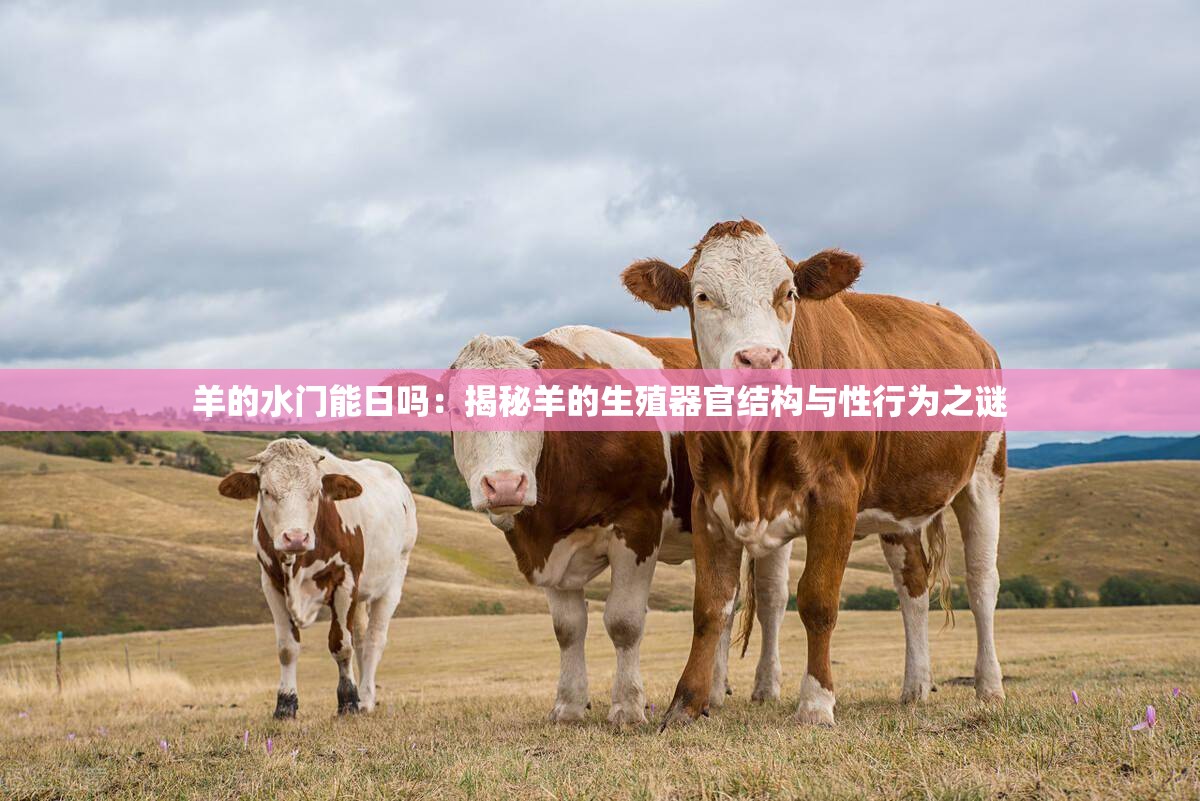 羊的水门能日吗：揭秘羊的生殖器官结构与性行为之谜