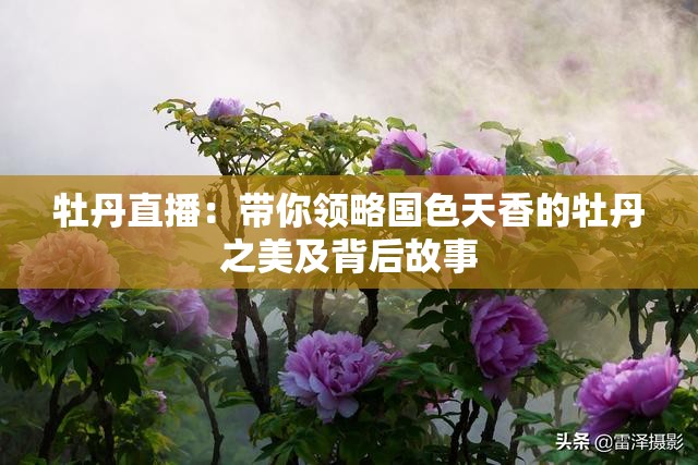 牡丹直播：带你领略国色天香的牡丹之美及背后故事