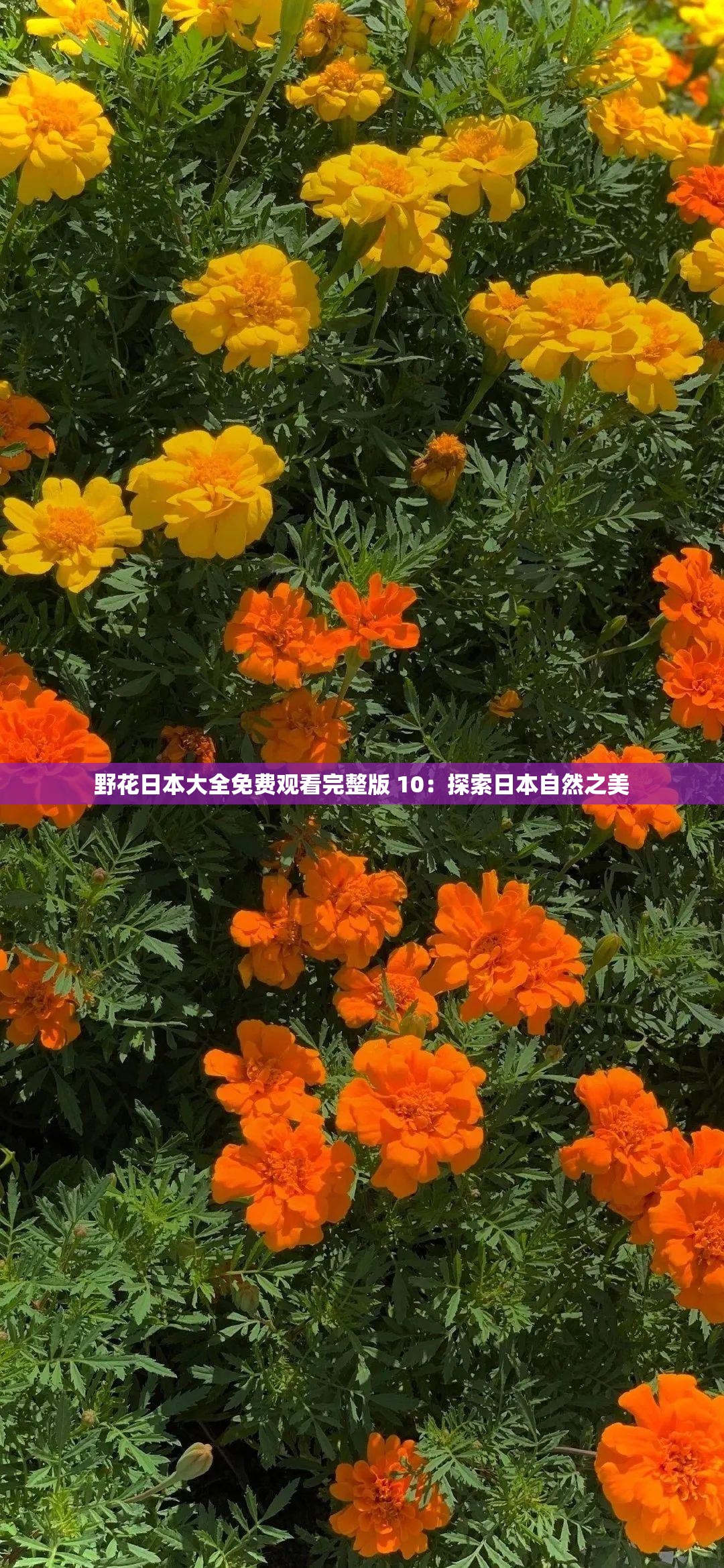 野花日本大全免费观看完整版 10：探索日本自然之美