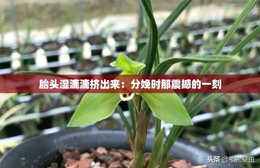 胎头湿漉漉挤出来：分娩时那震撼的一刻