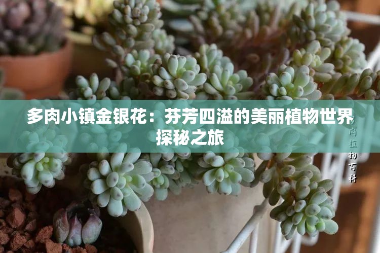 多肉小镇金银花：芬芳四溢的美丽植物世界探秘之旅
