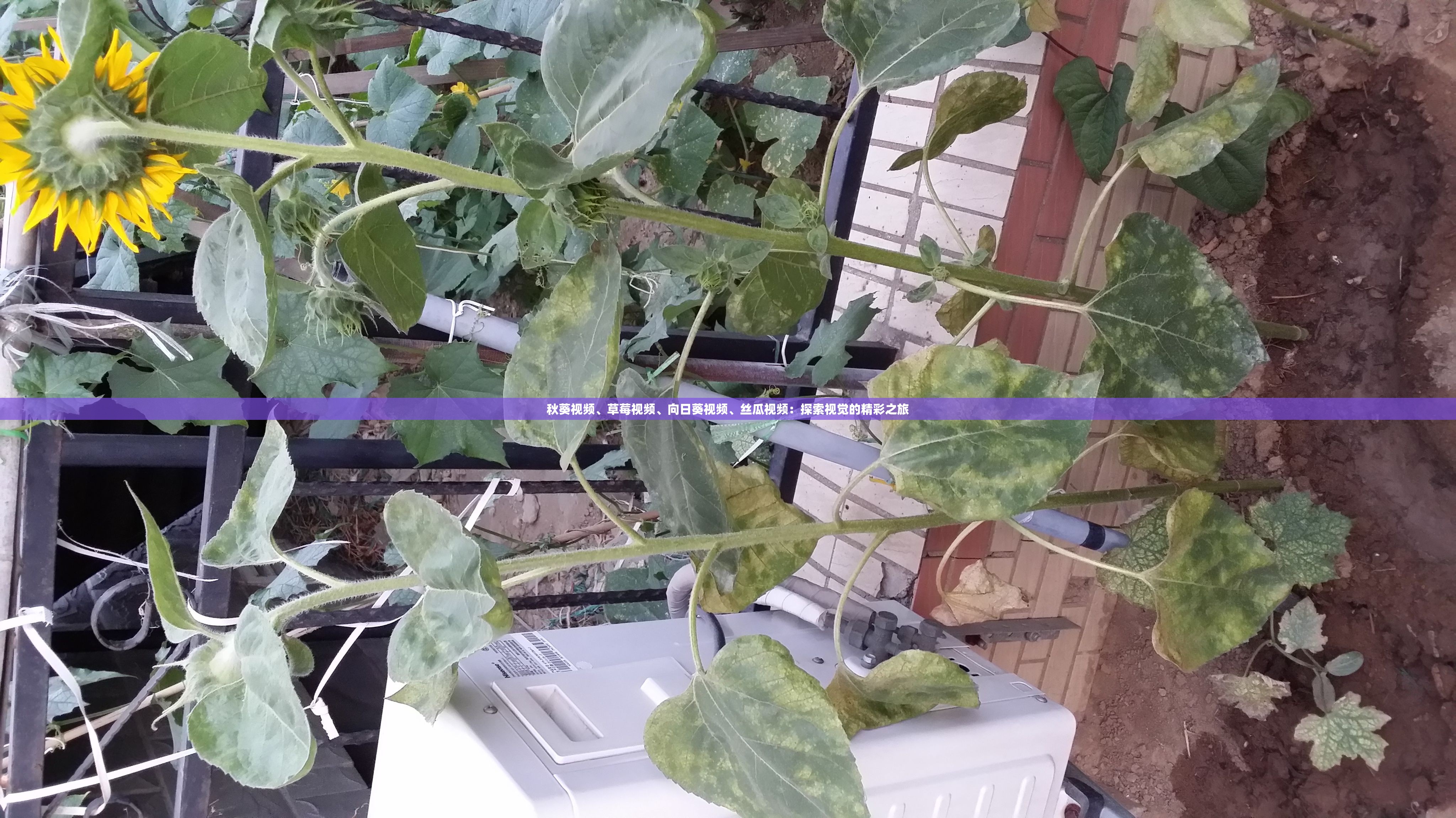 秋葵视频、草莓视频、向日葵视频、丝瓜视频：探索视觉的精彩之旅