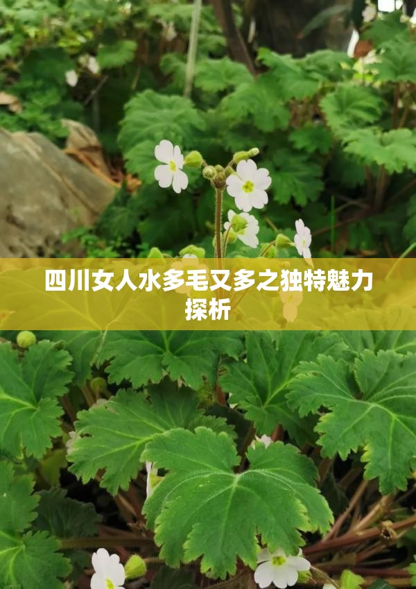 四川女人水多毛又多之独特魅力探析