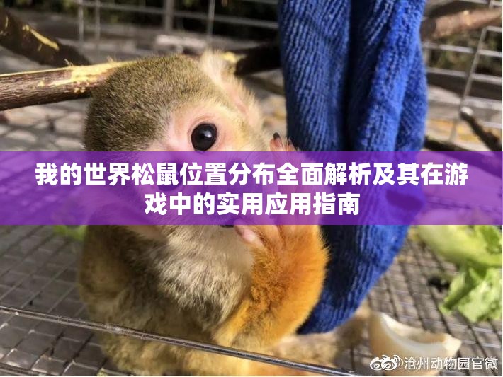 我的世界松鼠位置分布全面解析及其在游戏中的实用应用指南