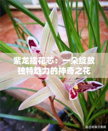 紫龙插花芯：一朵绽放独特魅力的神奇之花
