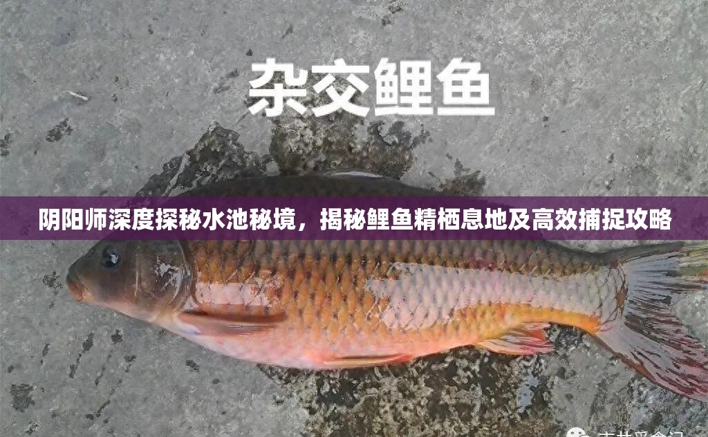 阴阳师深度探秘水池秘境，揭秘鲤鱼精栖息地及高效捕捉攻略