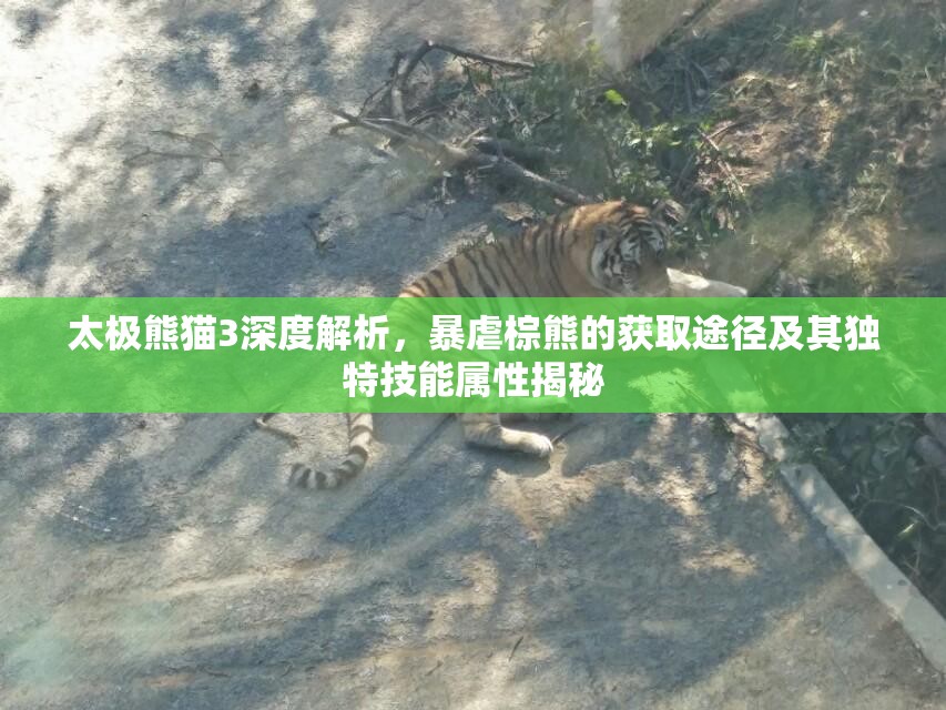 太极熊猫3深度解析，暴虐棕熊的获取途径及其独特技能属性揭秘