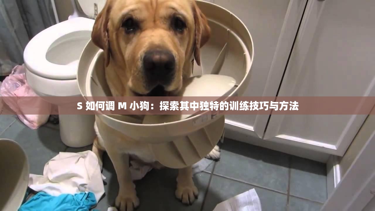 S 如何调 M 小狗：探索其中独特的训练技巧与方法