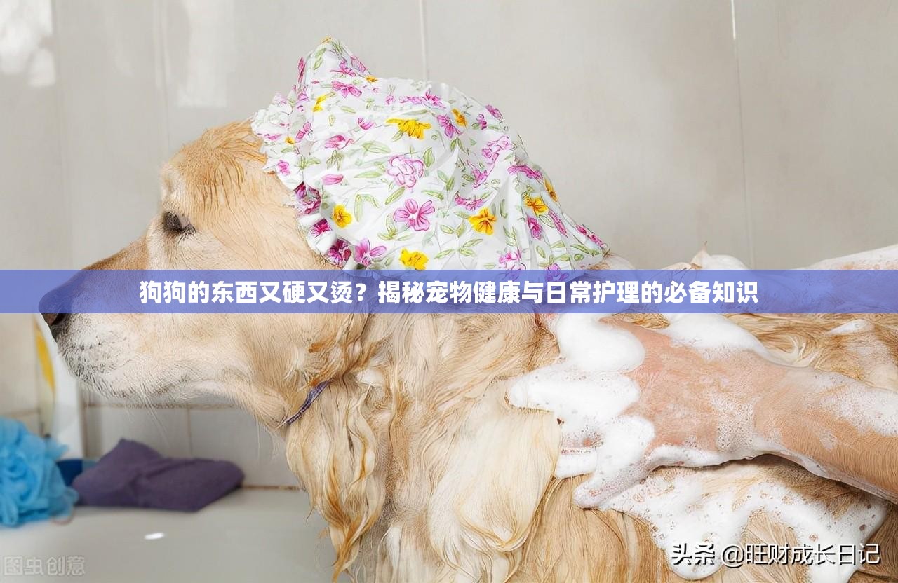 狗狗的东西又硬又烫？揭秘宠物健康与日常护理的必备知识