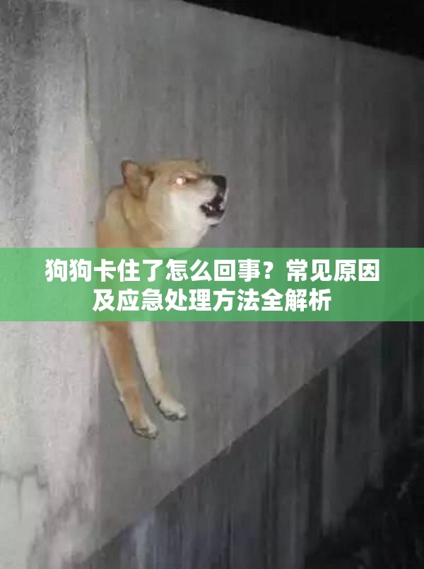 狗狗卡住了怎么回事？常见原因及应急处理方法全解析
