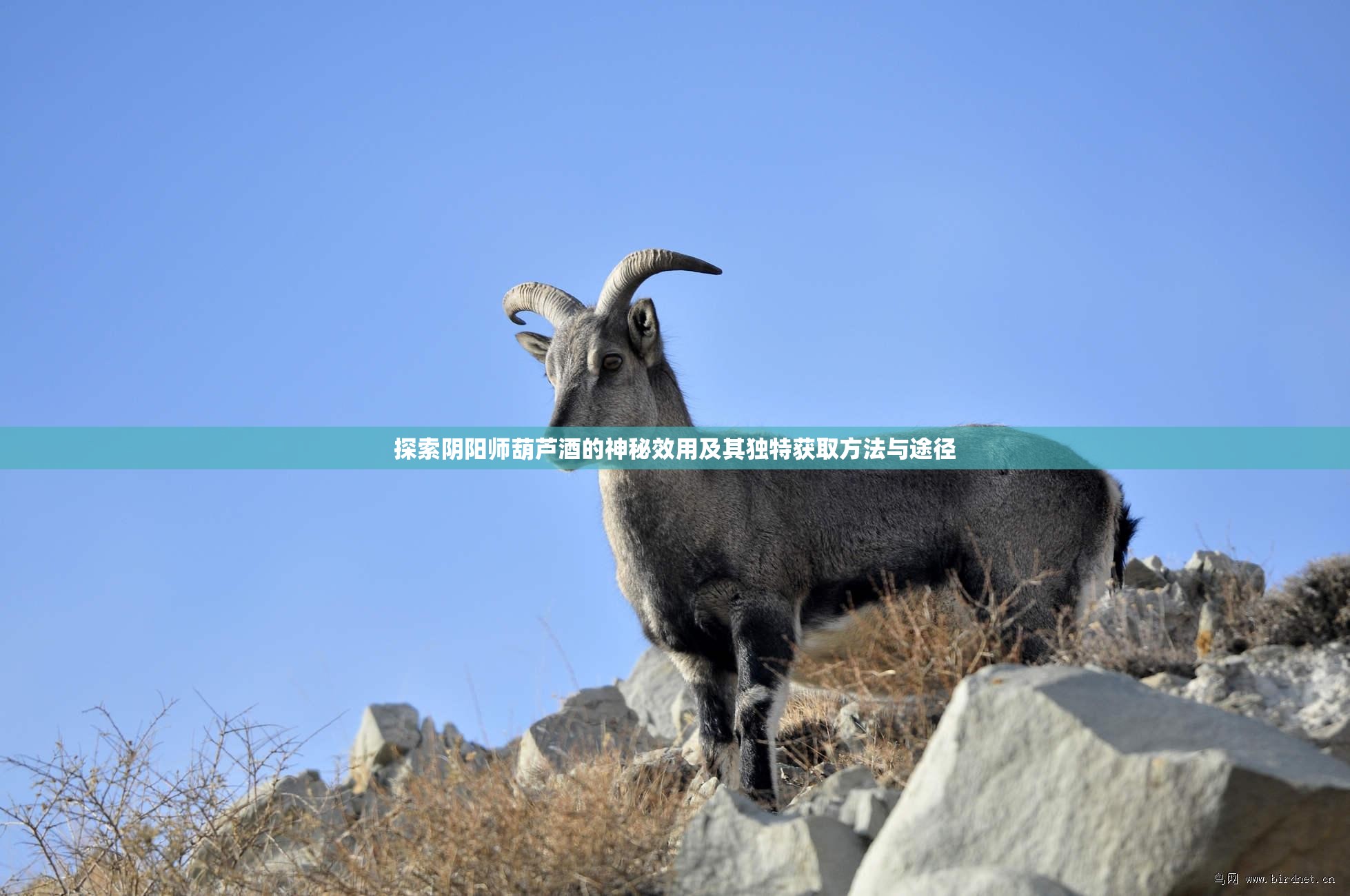 探索阴阳师葫芦酒的神秘效用及其独特获取方法与途径