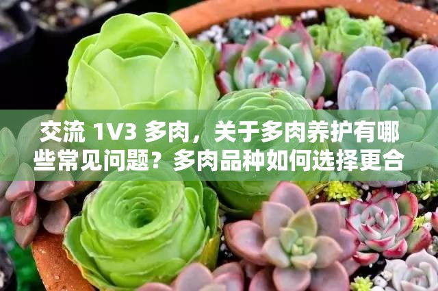 交流 1V3 多肉，关于多肉养护有哪些常见问题？多肉品种如何选择更合适？多肉养殖环境有何讲究？