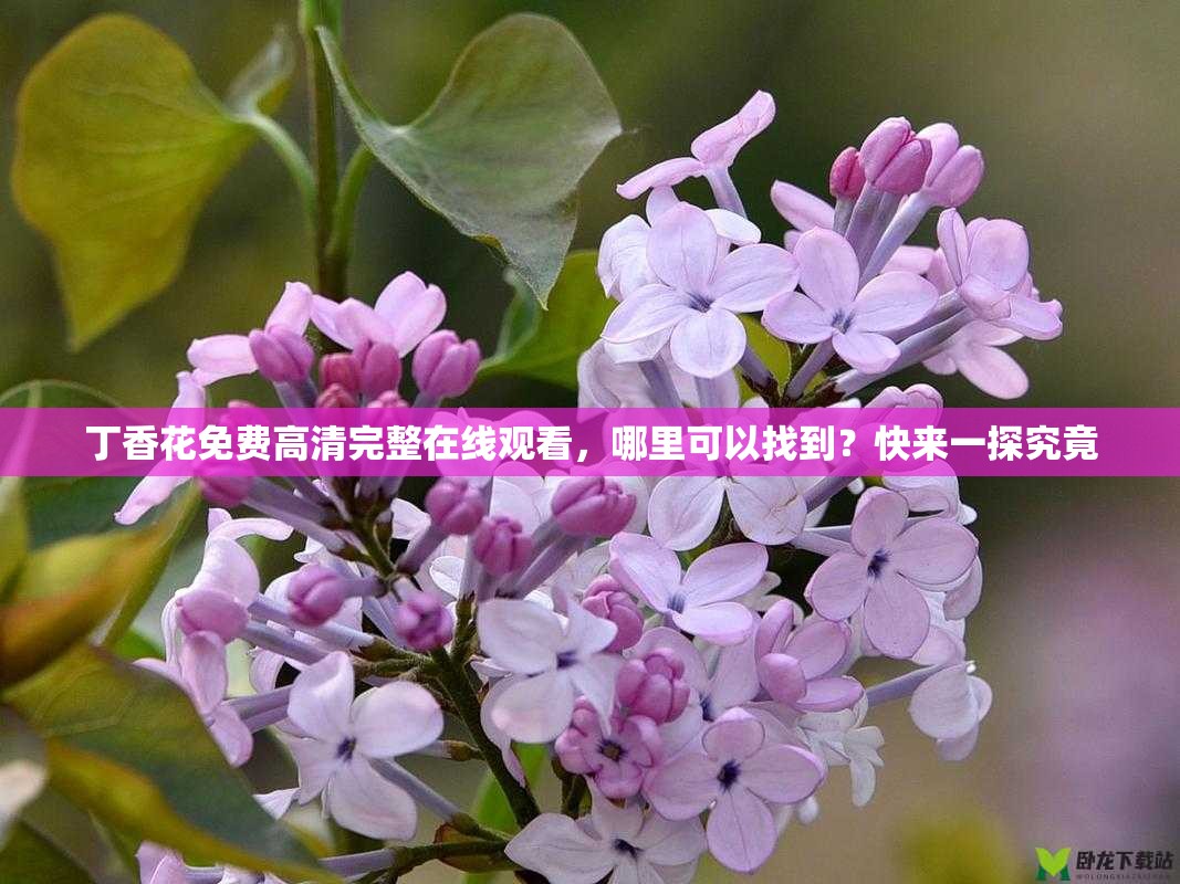 丁香花免费高清完整在线观看，哪里可以找到？快来一探究竟