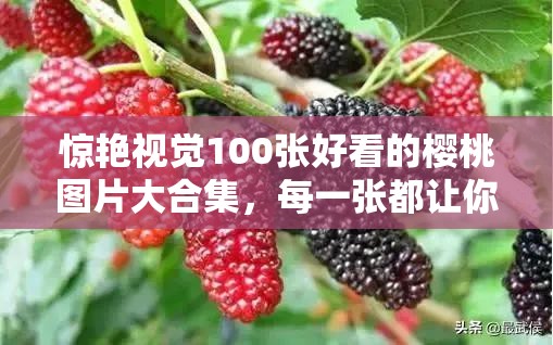 惊艳视觉100张好看的樱桃图片大合集，每一张都让你垂涎欲滴，感受自然与美味的完美结合