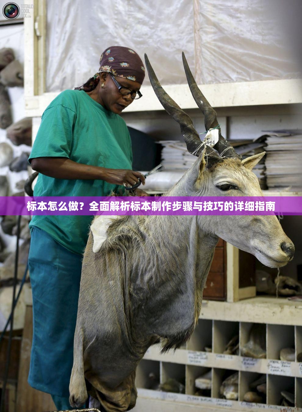 标本怎么做？全面解析标本制作步骤与技巧的详细指南