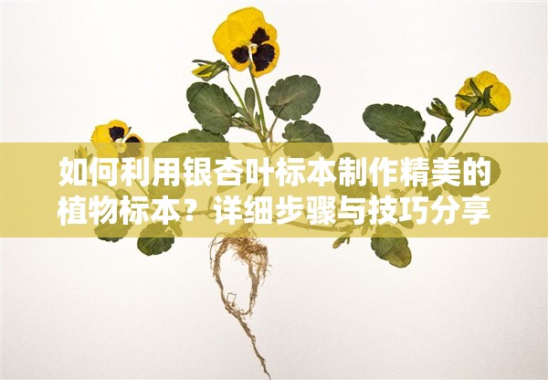 如何利用银杏叶标本制作精美的植物标本？详细步骤与技巧分享