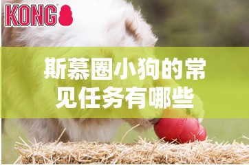 斯慕圈小狗的常见任务有哪些