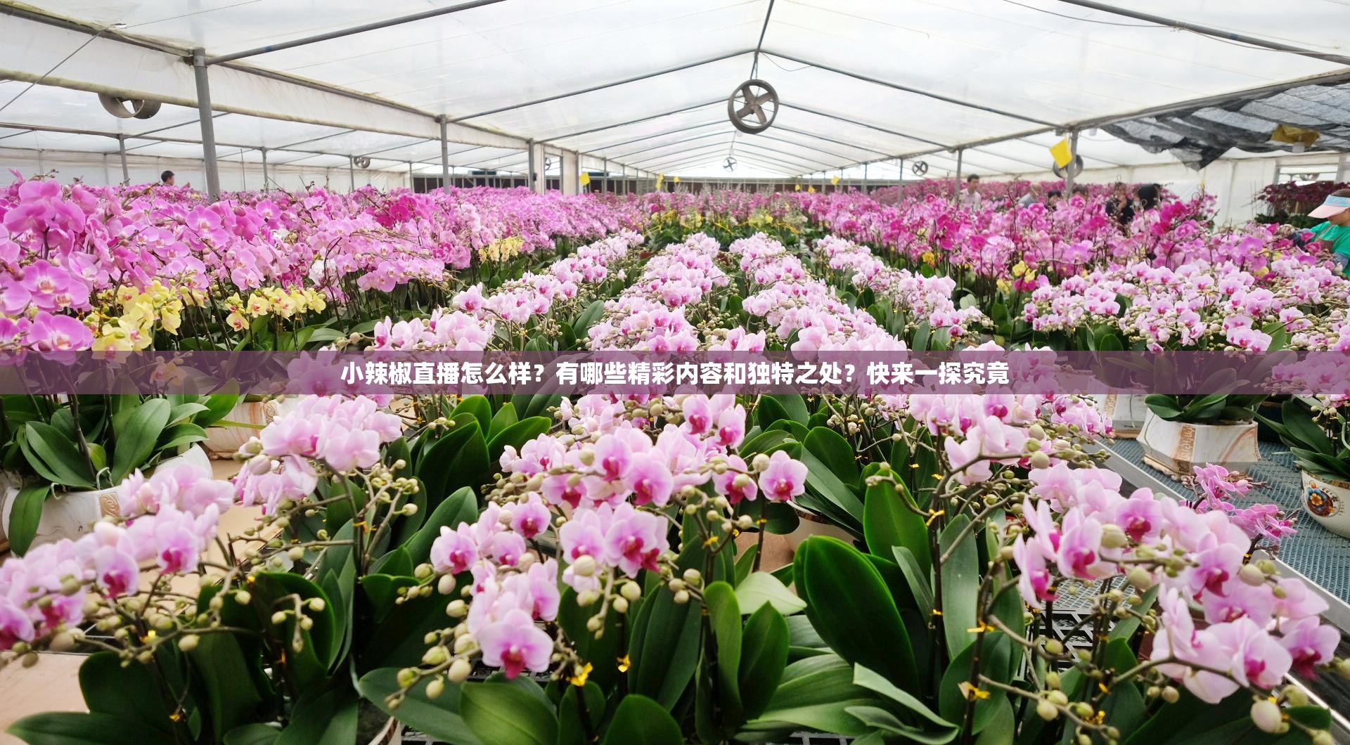 小辣椒直播怎么样？有哪些精彩内容和独特之处？快来一探究竟
