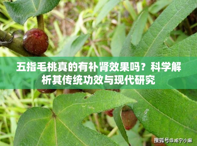 五指毛桃真的有补肾效果吗？科学解析其传统功效与现代研究